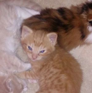 Meet your Posher, Tabatha